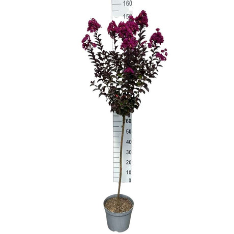 Liliac Indian Copac Rhapsody in Blue, copac decorativ cu flori violet-albastre, inflorire lunga
