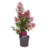 Liliac Indian Arbustiv Muskogee, arbore de vara cu flori mov-lavanda, inflorire cea mai lunga, crestere rapida