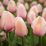 Bulbi Lalele Apricot Beauty (5 Bucati/Pachet)