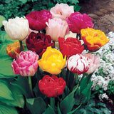 Bulbi Lalele Double Mixed (5 Bucati/Pachet)