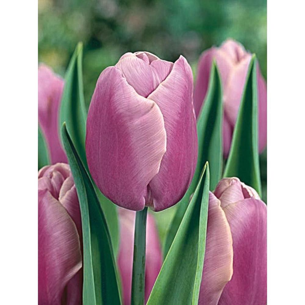 Bulbi Lalele Holland Beauty (5 Bucati/Pachet)