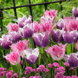 Bulbi Lalele Huis Ten Bosch (5 Bucati/Pachet)
