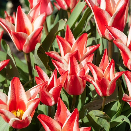 Bulbi Lalele Pinocchio (5 Bucati/Pachet)