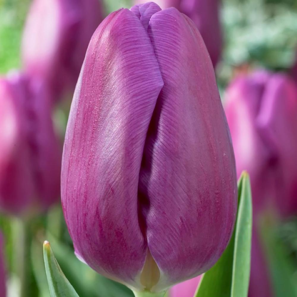 Bulbi Lalele Purple Flag (5 Bucati/Pachet)