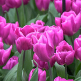 Bulbi Lalele Purple Flag (5 Bucati/Pachet)
