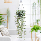 Lantul Inimilor (Ceropegia Woodii), frunze in forma de inima, verde-argintii, suport de agatat