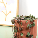 Lantul Inimilor (Ceropegia Woodii), frunze in forma de inima, verde-argintii, suport de agatat
