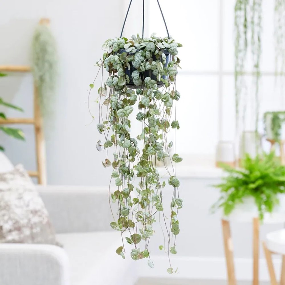 Lantul Inimilor (Ceropegia Woodii), frunze in forma de inima, verde-argintii, suport de agatat