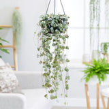 Lantul Inimilor (Ceropegia Woodii), frunze in forma de inima, verde-argintii, suport de agatat