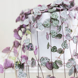 Lantul Inimilor Tricolor (Ceropegia Woodii) Variegata, Lantul Inimilor (Ceropegia Woodii), frunze in forma de inima, roz-verde-argintii, suport de agatat