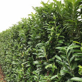 Laur englezesc (Prunus laurocerasus) Genolia