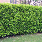 Laur englezesc (Prunus laurocerasus) Genolia