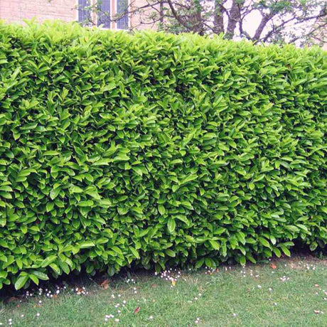 Laur englezesc (Prunus laurocerasus) Genolia