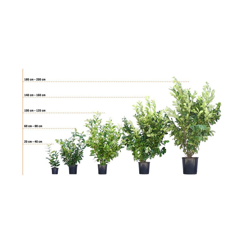 Laur Englezesc Vesnic Verde Otto Luyken (Laurocires), Gard Viu cu Flori