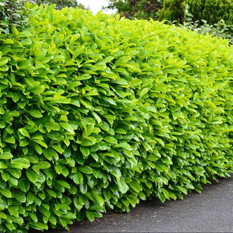 Laur Englezesc Vesnic Verde Rotundifolia (Laurocires), Gard Viu cu Flori