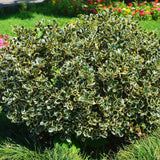 Laur Japonez Vesnic Verde Argentea Marginata, Gard Viu Rezistent La Inghet