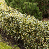 Laur Japonez Vesnic Verde Argentea Marginata, Gard Viu Rezistent La Inghet