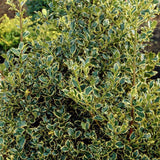 Laur Japonez Vesnic Verde Argentea Marginata, Gard Viu Rezistent La Inghet