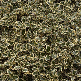 Laur Japonez Vesnic Verde Argentea Marginata, Gard Viu Rezistent La Inghet