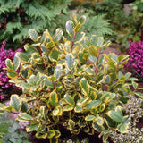 Laur Japonez Vesnic Verde Golden King, Gard Viu Rezistent La Inghet