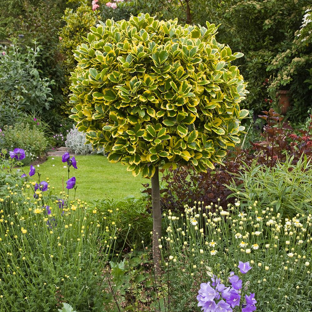 Laur Japonez (Ilex) Golden King Tip Copacel,  arbore vesnic verde, frunze pestrite aurii, fructe rosii decorative, decor de iarna