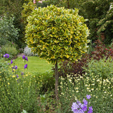Laur Japonez (Ilex) Golden King Tip Copacel,  arbore vesnic verde, frunze pestrite aurii, fructe rosii decorative, decor de iarna