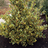 Laur Japonez Vesnic Verde Golden King, Gard Viu Rezistent La Inghet