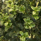 Laur Japonez Vesnic Verde Heckenblau (Ilex), Gard Viu Rezistent La Inghet