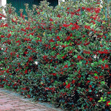 Laur Japonez Vesnic Verde Heckenfee (Ilex), Gard Viu Rezistent La Inghet