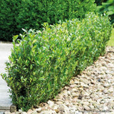 Laur Japonez Vesnic Verde Impala (Ilex), Gard Viu Rezistent La Inghet