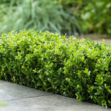 Laur Japonez Vesnic Verde Dark Green (Ilex), Gard Viu Rezistent la Inghet