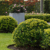 Laur Japonez Vesnic Verde Dark Green (Ilex), Gard Viu Rezistent la Inghet