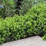 Laur Japonez Vesnic Verde Dark Green (Ilex), Gard Viu Rezistent la Inghet