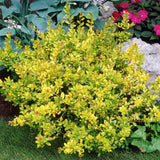 Laur Japonez Vesnic Verde Golden Gem (Ilex), Gard Viu Rezistent La Inghet