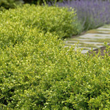 Laur Japonez Vesnic Verde Golden Gem (Ilex), Gard Viu Rezistent La Inghet