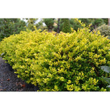 Laur Japonez Vesnic Verde Golden Gem (Ilex), Gard Viu Rezistent La Inghet