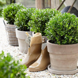 Laur Japonez Vesnic Verde Luxury Globe (Ilex), Gard Viu Rezistent La Inghet
