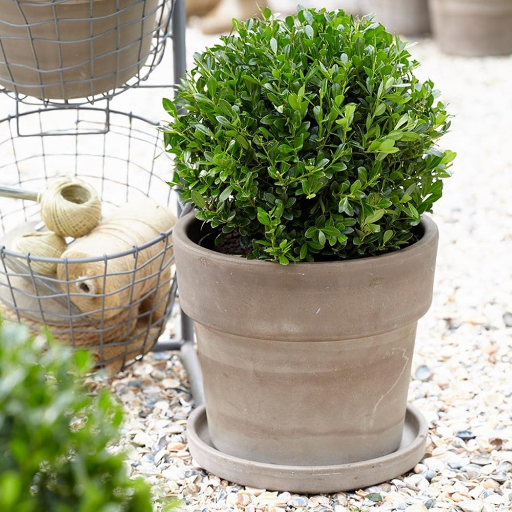 Laur Japonez Vesnic Verde Luxury Globe (Ilex), Gard Viu Rezistent La Inghet