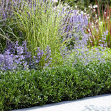 Laur Japonez Vesnic Verde Luxury Hedge (Ilex), Gard Viu Rezistent La Inghet