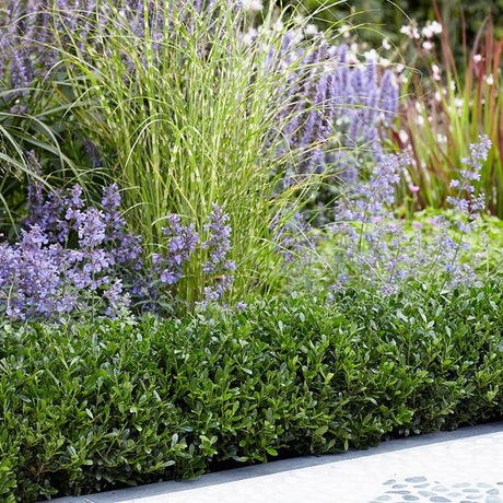 Laur Japonez Vesnic Verde Luxury Hedge (Ilex), Gard Viu Rezistent La Inghet