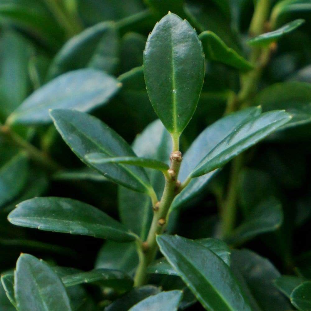 Laur Japonez Vesnic Verde Luxury Hedge (Ilex), Gard Viu Rezistent La Inghet
