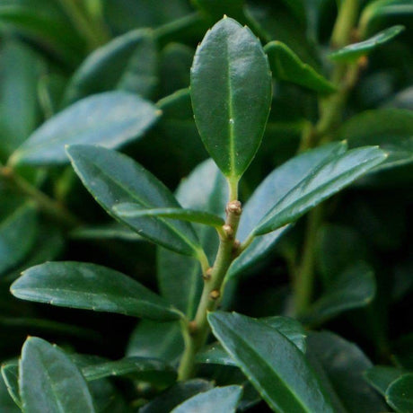 Laur Japonez Vesnic Verde Luxury Hedge (Ilex), Gard Viu Rezistent La Inghet