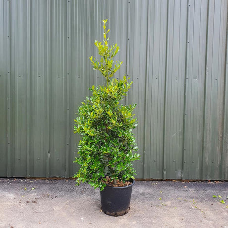 Laur Japonez Vesnic Verde Heckenfee (Ilex), Gard Viu Rezistent La Inghet