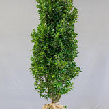 Laur Japonez Vesnic Verde Heckenfee (Ilex), Gard Viu Rezistent La Inghet