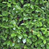 Laur Englezesc Vesnic Verde Caucasica (Laurocires), Gard Viu cu Flori parfumate