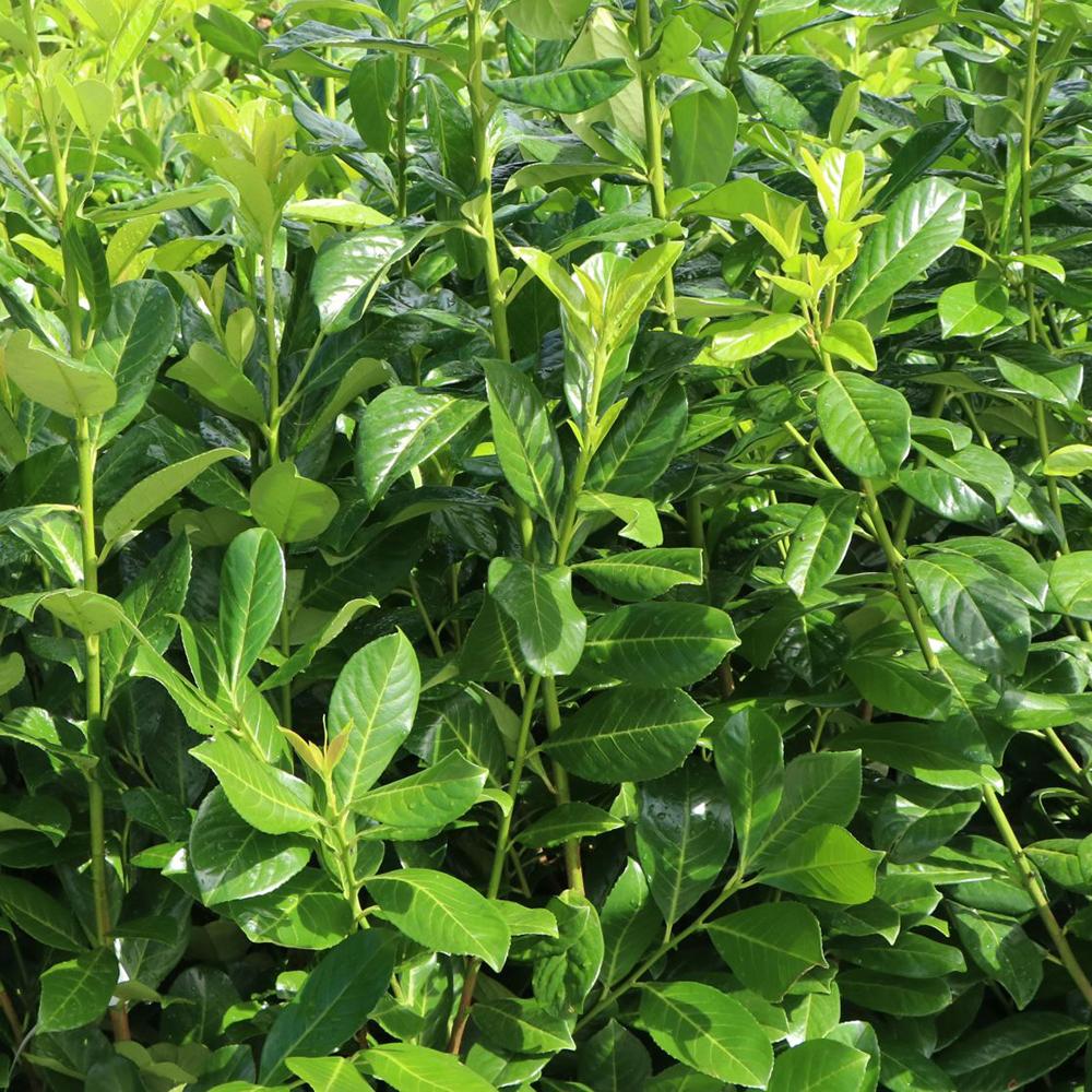 Laur Englezesc Vesnic Verde Rotundifolia (Laurocires), Gard Viu cu Flori