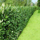 Laur Englezesc Vesnic Verde Rotundifolia (Laurocires), Gard Viu cu Flori