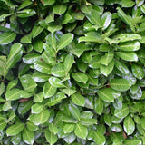 Laur Englezesc Vesnic Verde Rotundifolia (Laurocires), Gard Viu cu Flori