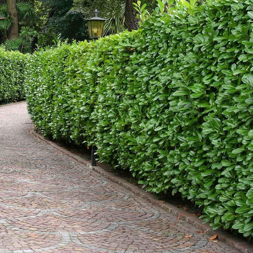 Laur Englezesc Vesnic Verde Rotundifolia (Laurocires), Gard Viu cu Flori