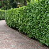 Laur Englezesc Vesnic Verde Rotundifolia (Laurocires), Gard Viu cu Flori